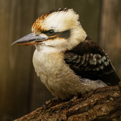 Laughing Kookaburra on branch