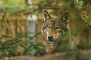 Grey wolf