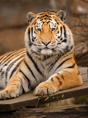 Siberian tiger