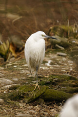 White egret