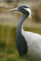 Demoiselle Crane