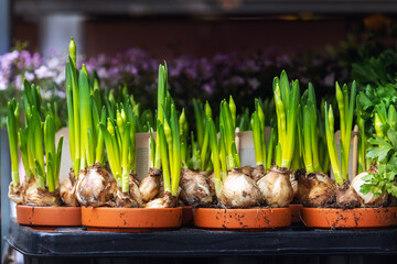 Close-up detail fresh green narcissus flower leaf sprouts bulbs in flowerpot on sale rack in floral...