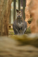 Red necked Wallaby