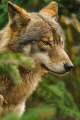 Grey wolf