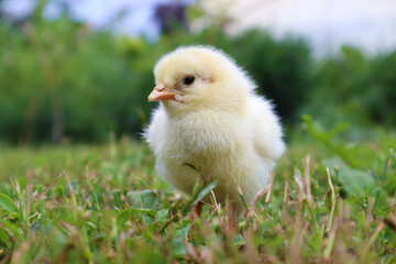 Chick. A cute yellow chick walks on the green grass. Easter. Close-up. Selective focus. Copyspace