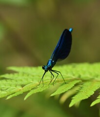 A Close-up Look at a Blue Dragonflys Wing.