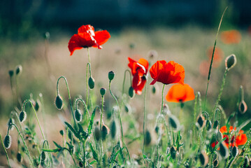 blooming red poppies in the field