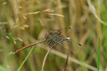 Closeup on a Ruddy darter, Sympetrum sanguineum perched on a straw