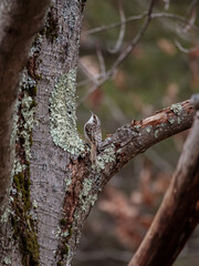 Vertical shot of a bird perched on a mossy tree trunk
