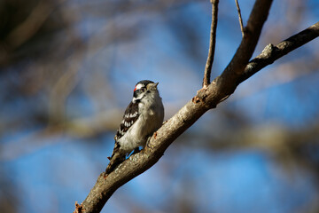 Closeup shot of a black and white bird perched on a branch