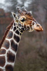 Reticulated Giraffe