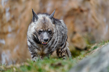 Arabian Striped hyaena