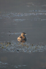 Vertical closeup lonley grebe swimming in a pond on a calm day