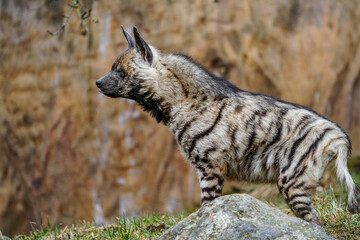 Arabian Striped hyaena