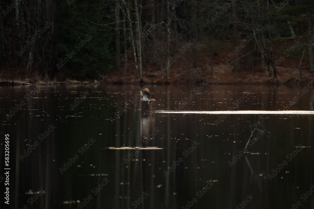 Poster duck swimming in a dark lake in the forest on a gloomy day