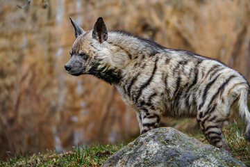 Arabian Striped hyaena