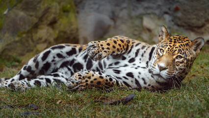 Jaguar