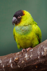 Nanday conure