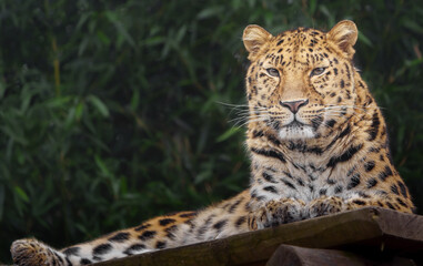 Amur leopard