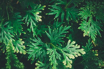 Closeup shot of green Selaginella plant leaves for background