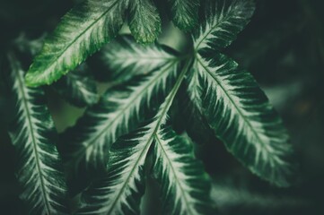 Closeup shot of green Fern plant leaves for background
