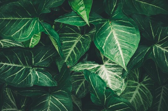 Closeup shot of green Arrowhead plant leaves for background
