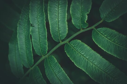 Closeup shot of green Angiopteris evecta plant leaves for background