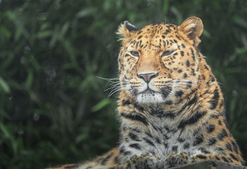 Amur leopard