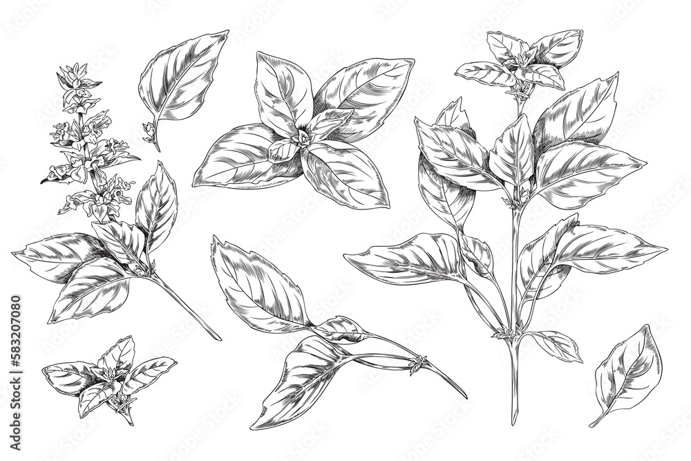 Wall mural Basil botanical set of ink sketch style vector illustrations isolated on white.