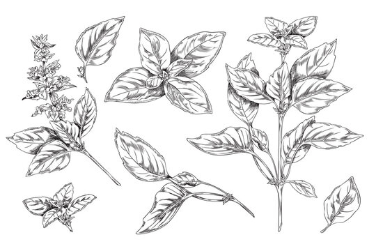 Basil botanical set of ink sketch style vector illustrations isolated on white.