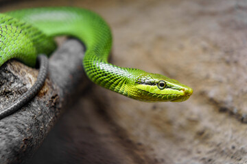Arboreal ratsnake