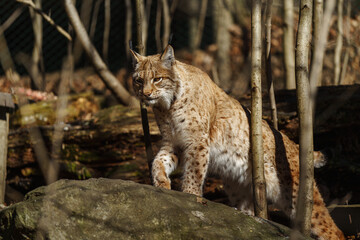 Eurasian lynx