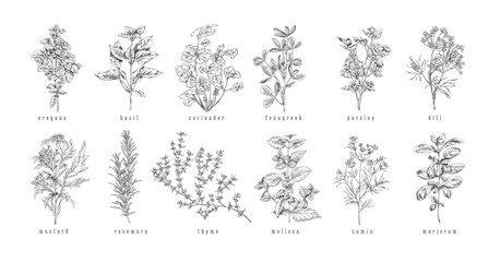 Culinary herbs and plants set hand drawn sketch vector illustration isolated. © sabelskaya