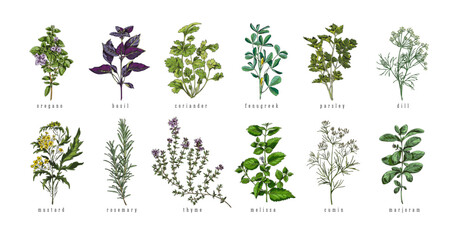 Set of hand drawn colorful herbs with titles sketch style - obrazy, fototapety, plakaty