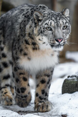 Fototapeta premium Snow leopard