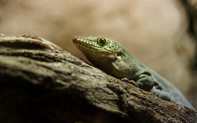 Standing's day gecko