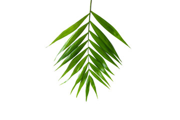 Green palm leaf isolated on white background ideal for design elements, tropical leaf, summer