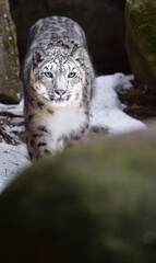 Snow leopard