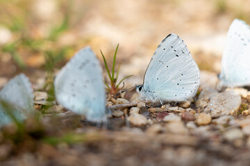 A beautiful very small butterfly with light blue colors. Celastrina argiolus