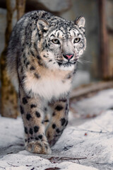 Snow leopard