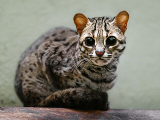 Palawan leopard cat