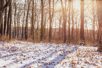 The forest in winter in sunshine.