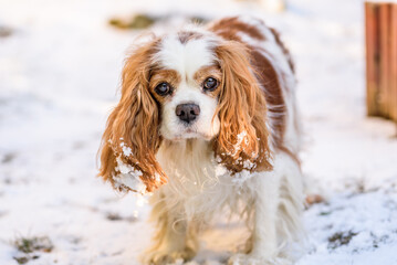 Cavalier king charles spaniel