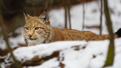 Eurasian lynx