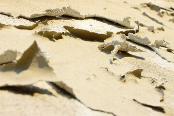 Degraded plaster rolled up on itself due to moisture