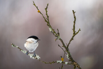 Czarnogłówka © Pawe