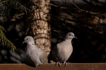 Para gołąbków  © Pawe