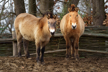 Przewalski´s horse