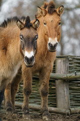 Przewalski´s horse