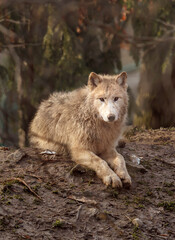 Arctic wolf